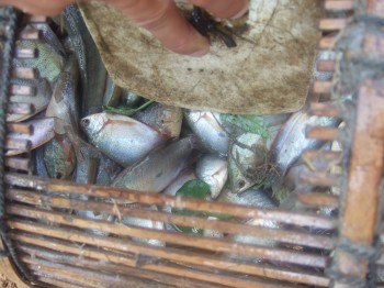 Johannes: gefangene Fische