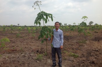 Savong mit einem Baum